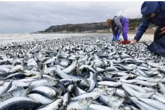 突发！日本海岸连续出现大量死鱼，引发渔业和生态系统忧虑