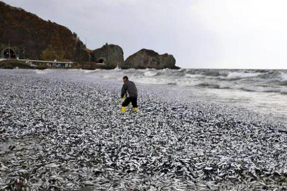 突发,日本海岸,大量死鱼,引发渔业和生态系统忧虑