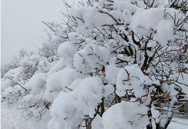 中国南方降雪罕见，北方气温降至接近历史最低水平