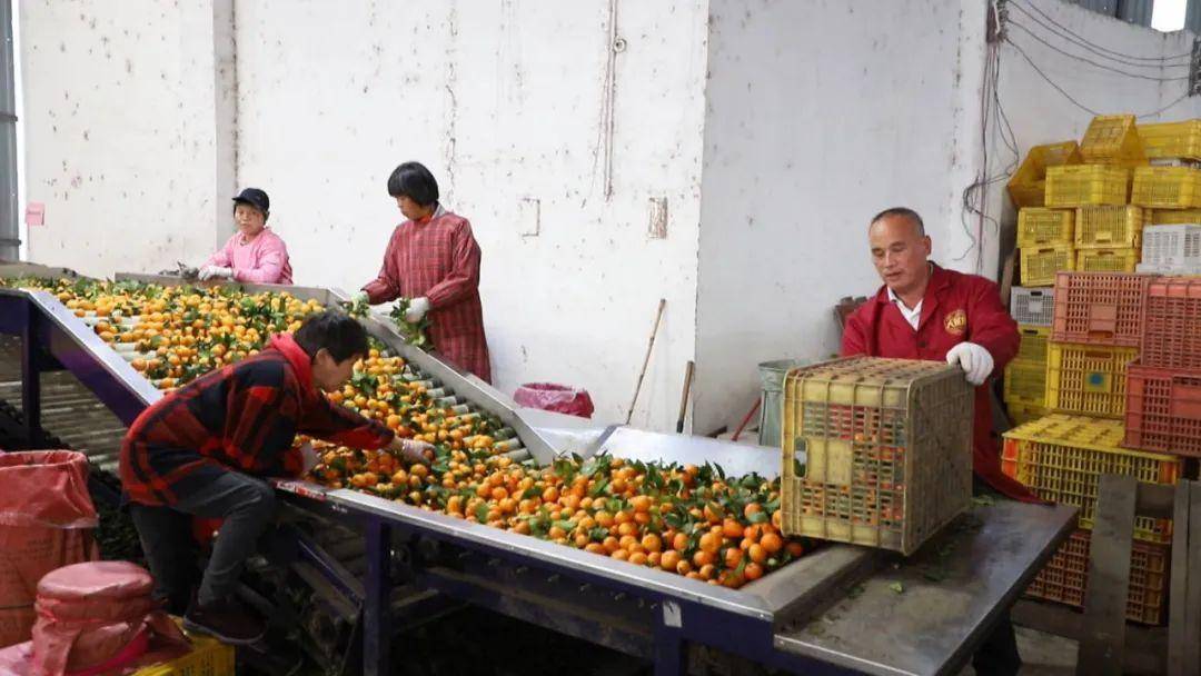 感谢护航“小砂糖橘”！发往东北的桂林砂糖橘已装车