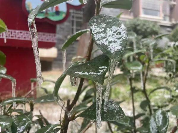 湖北冻雨到底有多难铲？