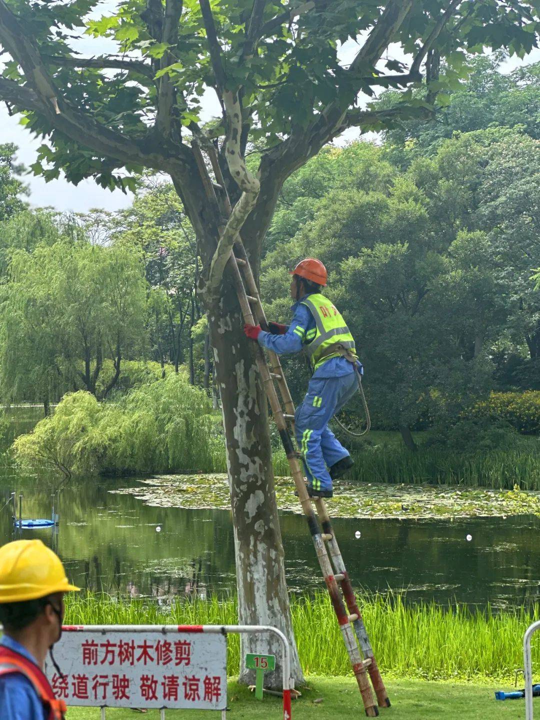 “暴力梅”来袭！闵行体育公园8棵大树倒地？