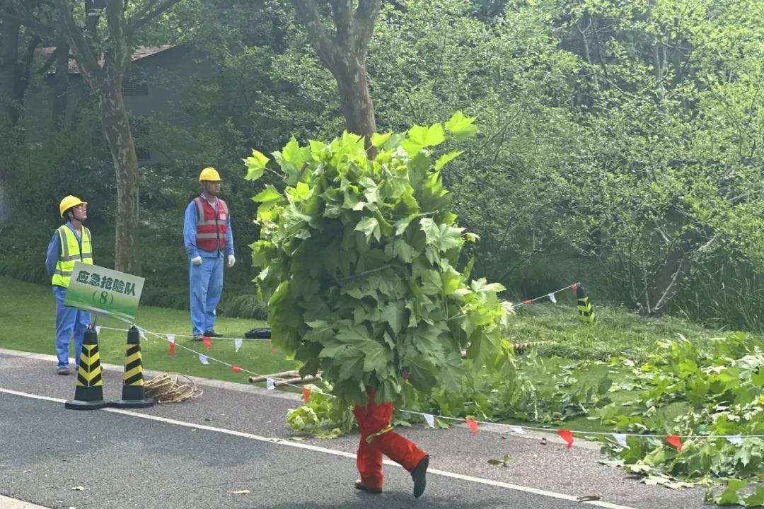 “暴力梅”来袭！闵行体育公园8棵大树倒地？