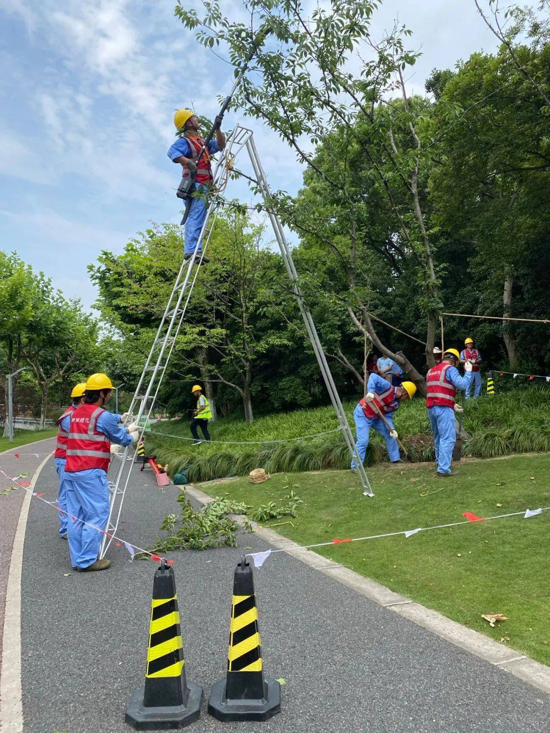 “暴力梅”来袭！闵行体育公园8棵大树倒地？