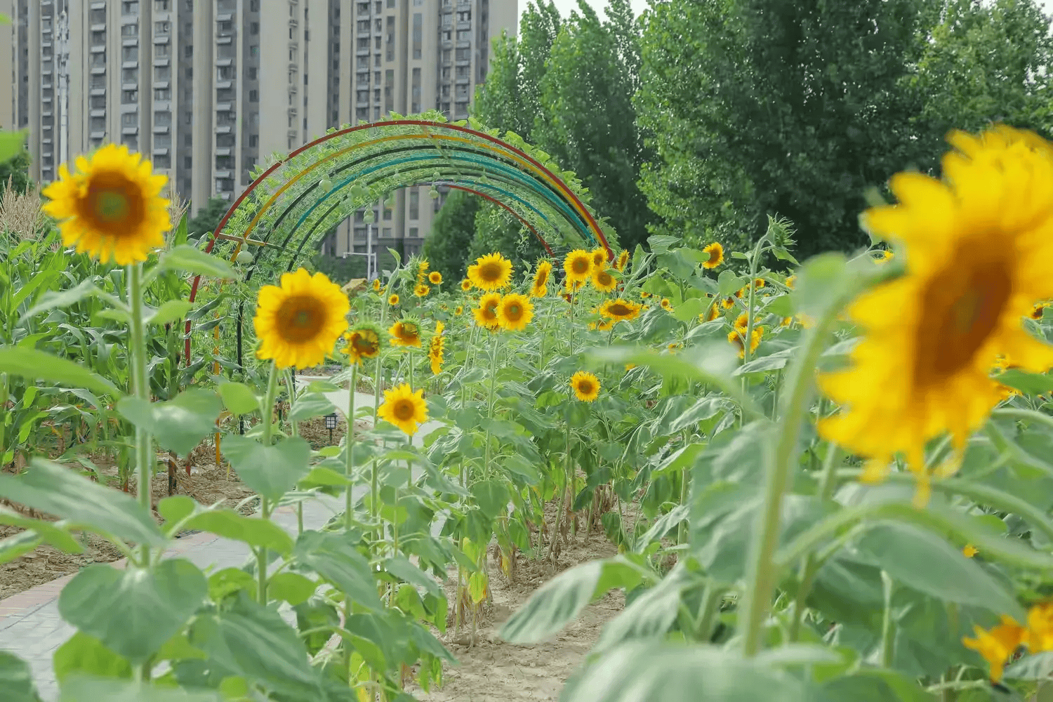 合肥市义务教育学校每天一节体育课现场会在合肥市少儿艺术学校教育集团站塘校区召开