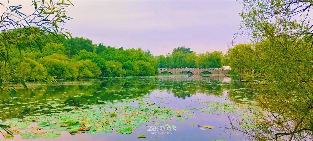 冰城降雨降温，市民尽享凉爽天气