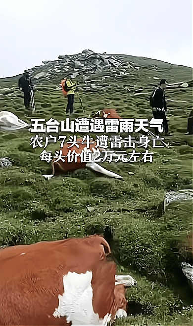 五台山雷雨天气，7头牛遭雷击死亡，雷电如何杀死这么多动物？