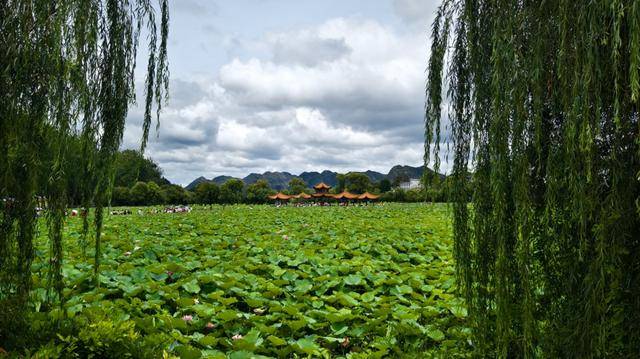 「图片新闻」安龙：夏日荷花惹人醉