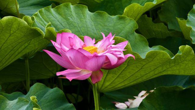 「图片新闻」安龙：夏日荷花惹人醉