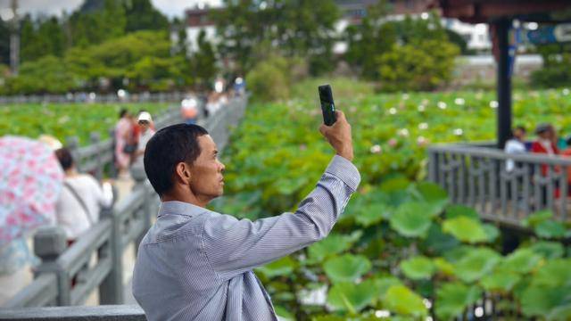 「图片新闻」安龙：夏日荷花惹人醉